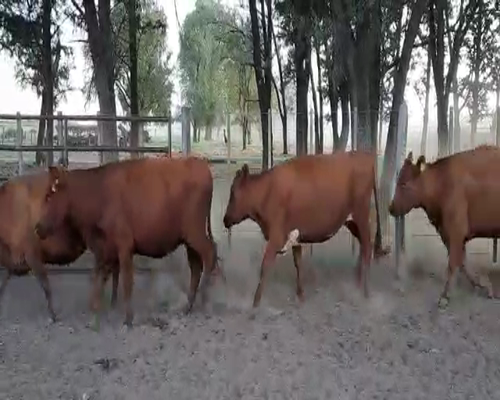 Lote 31 Vacas en Buenos Aires, Pellegrini