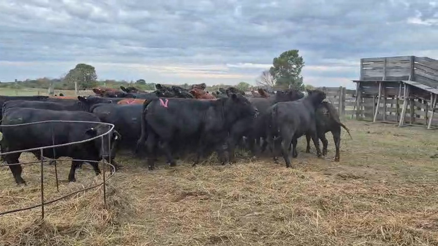 Lote 31 Vaquillonas C/ gtia de preñez