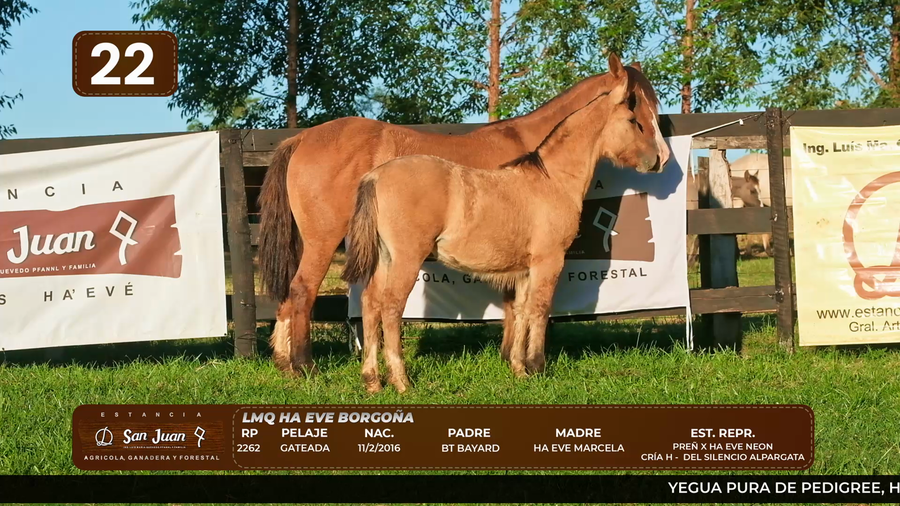 Lote LOTE 22