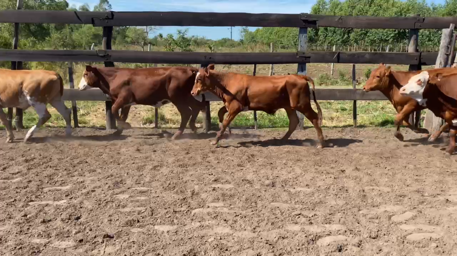 Lote 70 Terneros/as en Bella Vista, Corrientes