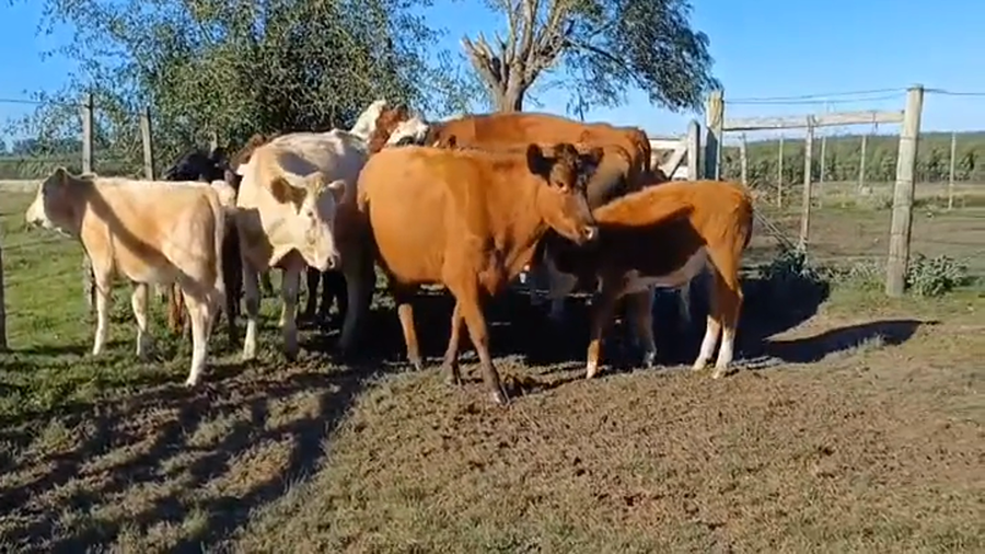 Lote 12 Piezas de cría CRUZAS  BRITANICAS a remate en #44 Pantalla Carmelo en PUNTAS DEL PERDIDO
