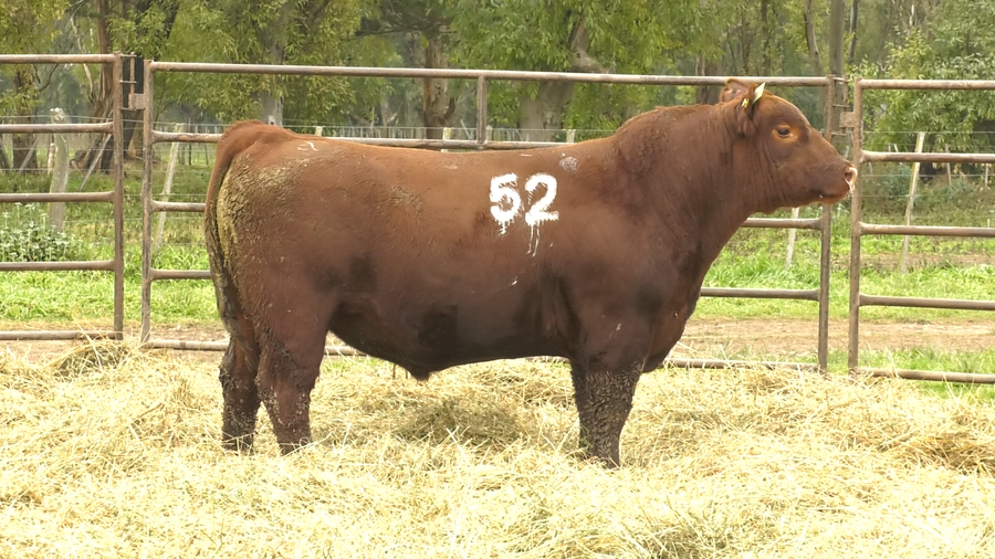 Lote TOROS ANGUS COLORADOS  PC