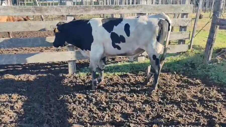 Lote Toros a remate en Pantalla Camy 400kg - , San José