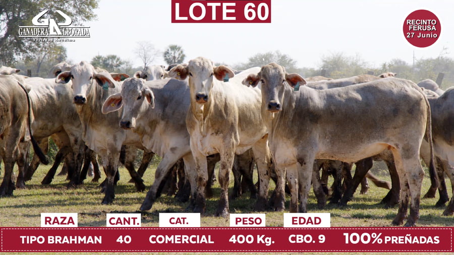 Lote Reproductores de Alborada - Lote 60