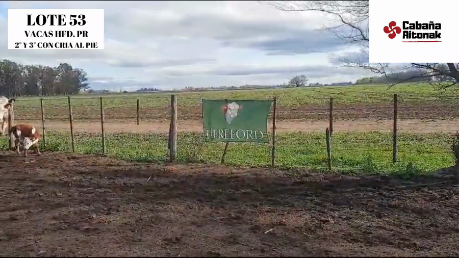 Lote "CABAÑA AITONAK"  VACAS POLLED HEREFORD PURAS REGISTRADAS