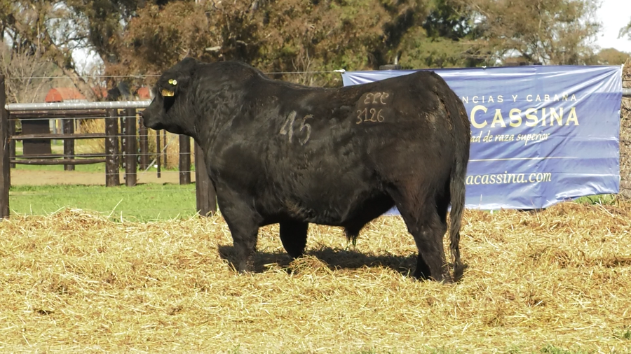 Lote TOROS ANGUS PURO CONTROLADO