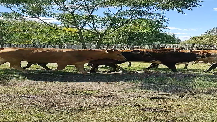 Lote 9 Vacas de Invernada en Melo, Cerro Largo