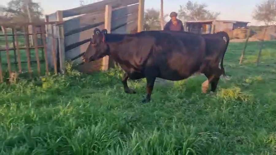 Lote Vaquillonas  a remate en Pantalla Camy 450kg - , San José