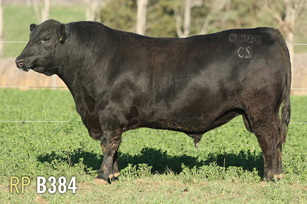 Lote 3 TOROS PUROS DE PEDIGREE