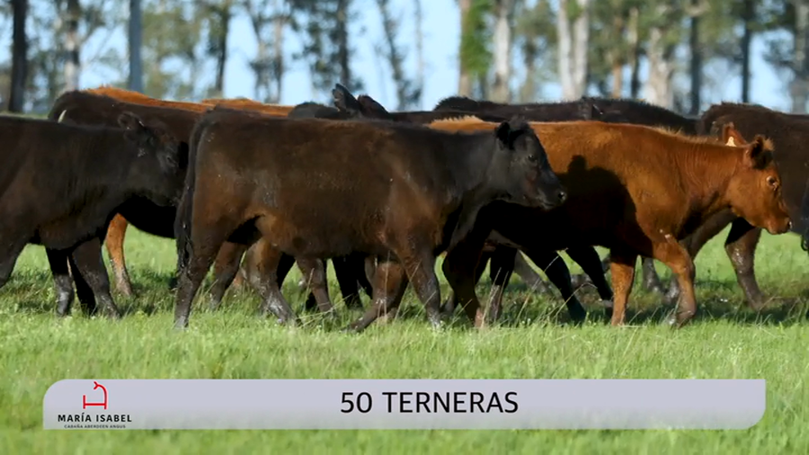 Lote 50 Terneras a remate en Maria Isabel - Otto Fernandez, Artigas