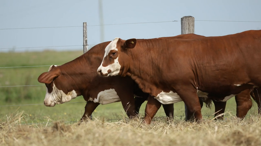 Lote Vaquilla Para Servicio
