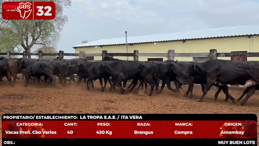 Lote LOTE 32 - POR PANTALLA