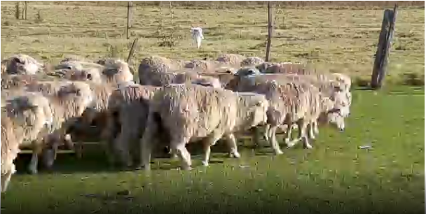 Lote 230 Ovejas en San José