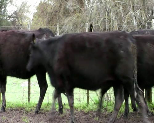 Lote 10 VAQ  PREÑADAS PARICION OTOÑO .SERVICIO DE TORO SANTA SERGIA.  MARCA Y SEÑAL LIQUIDA DE MALLIN GRANDE