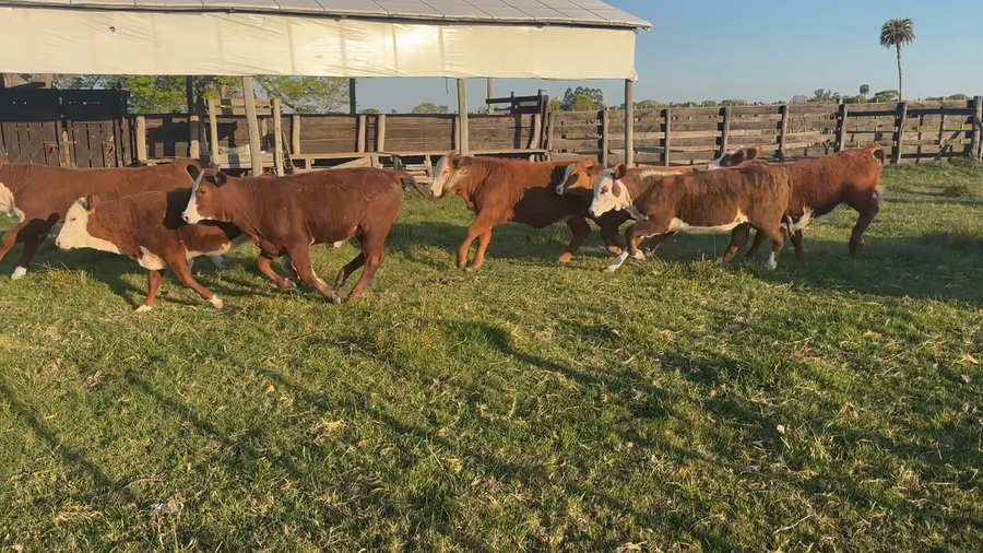 Lote 61 Terneros/as en Corrientes, Lavalle