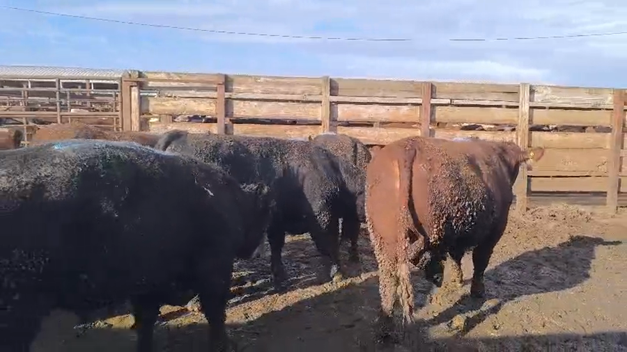 Lote 20 Novillo Gordo en Los Ángeles, VIII Región Biobío