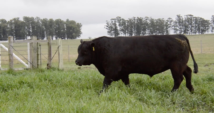 Lote ABERDEEN ANGUS PEDREGREE
