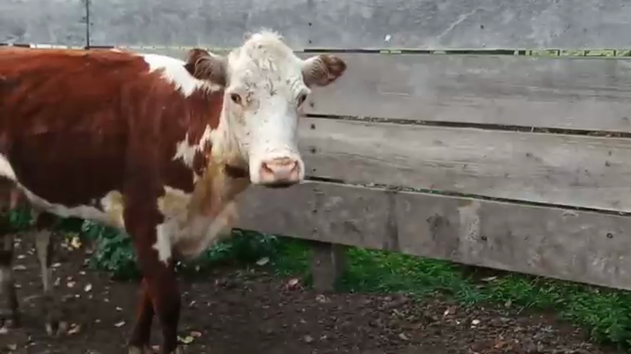 Lote (Vendido)Vacas de Invernada HEREFORD a remate en PANTALLA CAMY - SAN JOSE  1500 VACUNOS 330kg - , San José