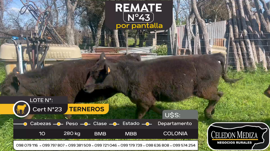 Lote 10 Terneros en Otra Localidad, Colonia