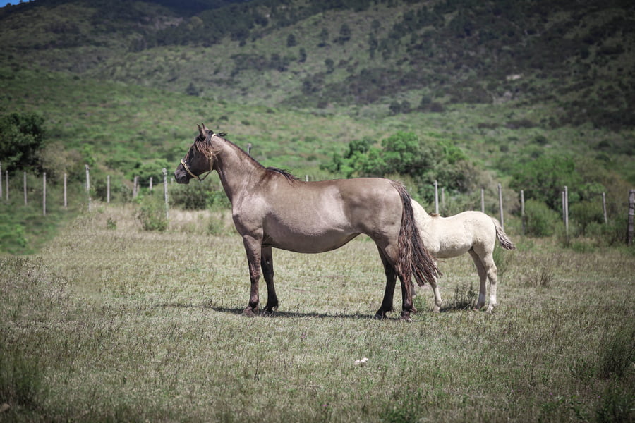 Lote Igualina La Magdalena