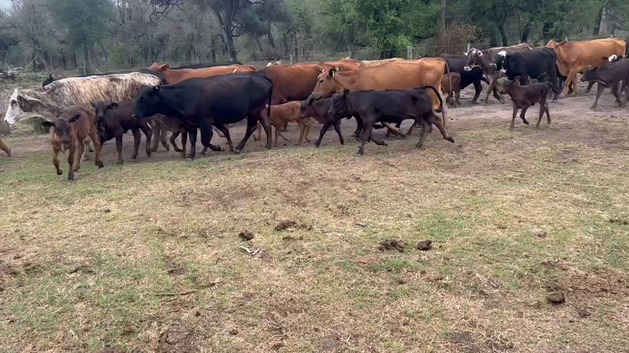 Lote 46 Vacas medio uso C/ cria en Juan José Castelli, Chaco