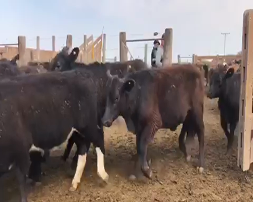 Lote 65 Terneras en Santa Rosa, La Pampa