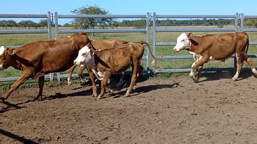 Lote 86 Terneros/as en Corrientes, Bonpland