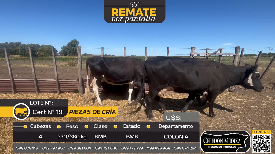 Lote 4 Piezas de cría en Otra Localidad, Colonia