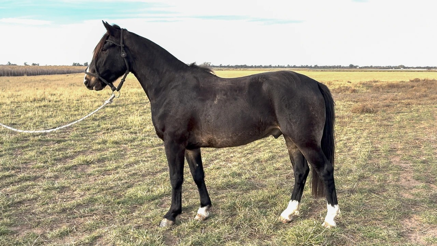 Lote GUIRITA INDICADO