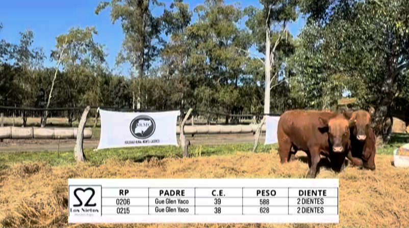 Lote TOROS ABERDEEN ANGUS "LOS NIETOS"