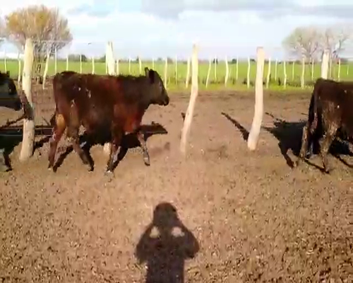 Lote 45 Novillitos en Villaguay, Entre Ríos