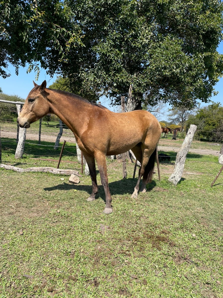 Lote 1 Yeguas Montadas