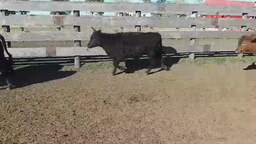 Lote 120 Terneras en Villaguay, Entre Ríos