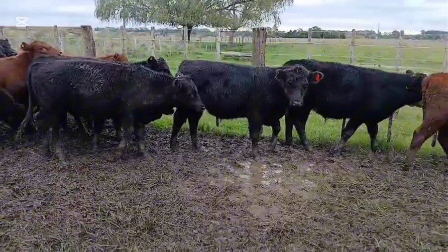 Lote 51 Novillitos en Maipú