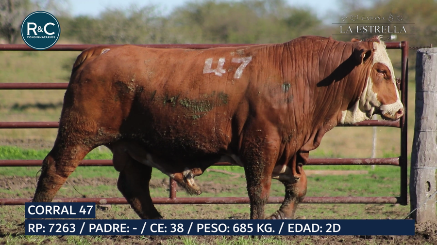 Lote Toro Braford