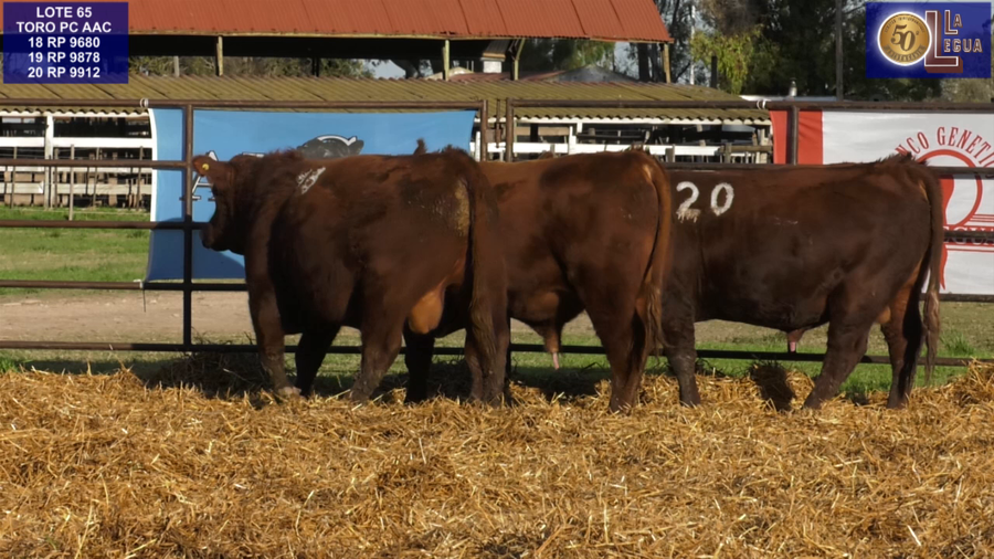 Lote TOROS ANGUS COLORADOS PC