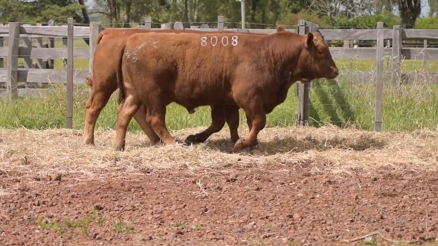 Lote 2 Toros a remate en DON PATRICIO - LIMANGUS, Salto