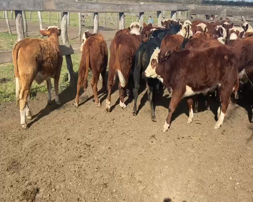 Lote 90 Terneros/as en Durazno, Entre Ríos
