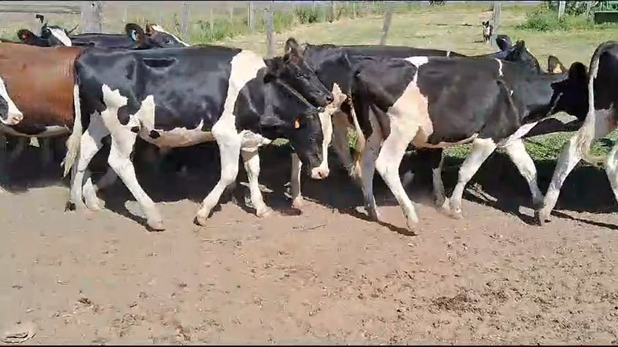 Lote 71 Novillos Holando a remate en Pantalla Camy en Ruta 3 Km 431
