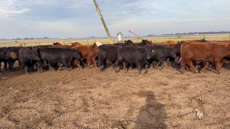 Lote 41 Terneros