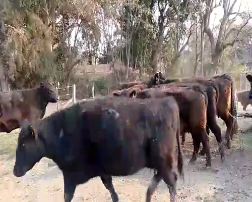Lote 19 Vacas C/ gtia de preñez en San Andrés de Giles, Buenos Aires