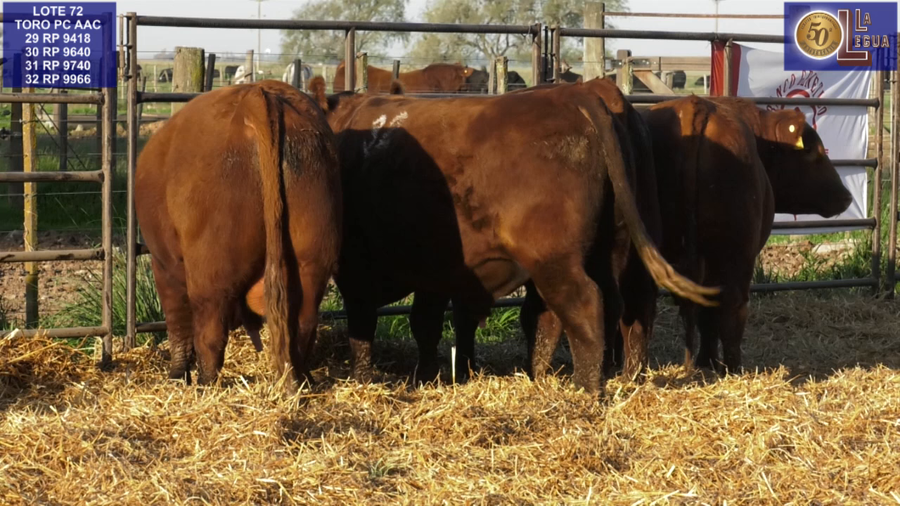 Lote TOROS ANGUS COLORADOS PC