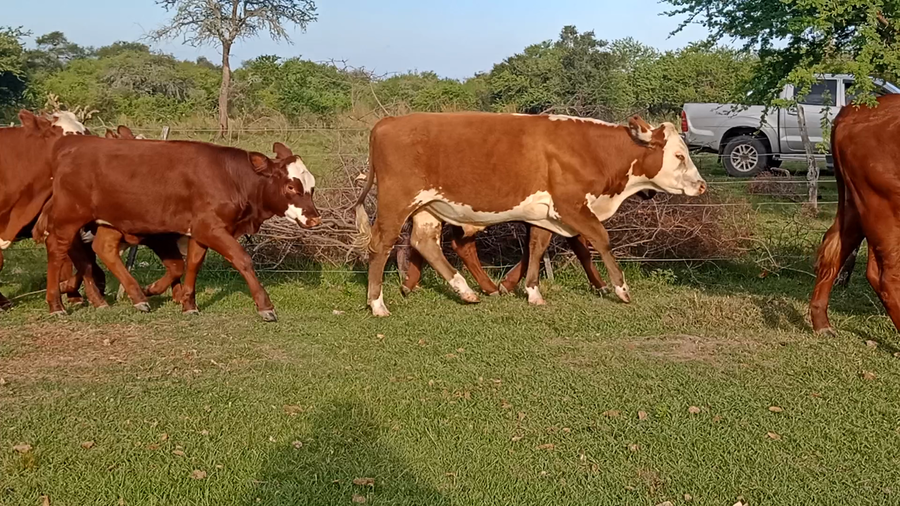 Lote 31 Terneros/as en Corrientes, Curuzu Cuatia