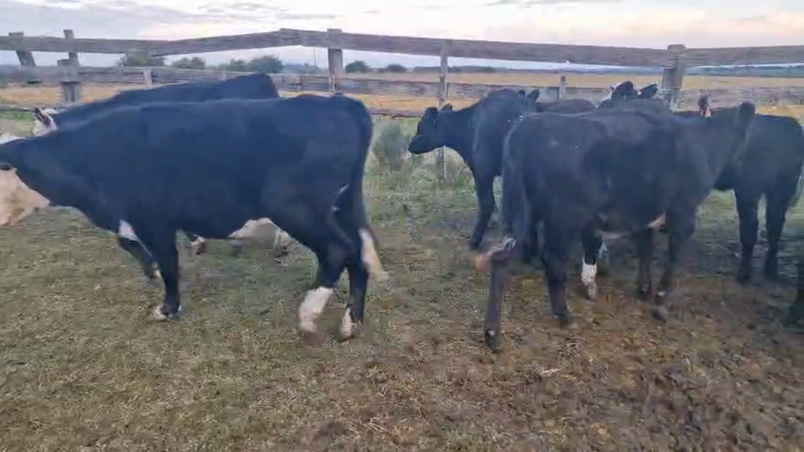 Lote 20 Terneras a remate en Pantalla Camy, San José