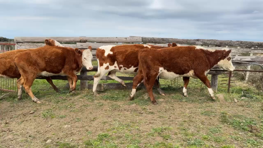 Lote VAQUILLONAS 1 a 2 AÑOS