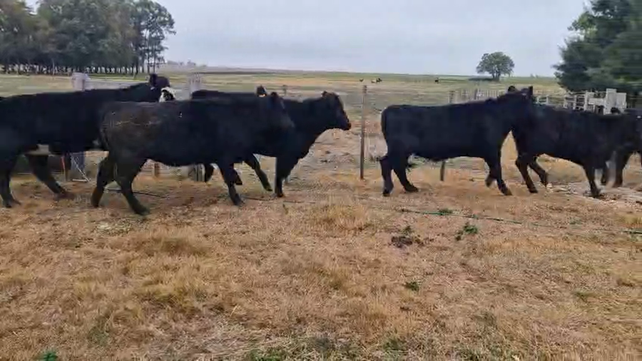 Lote 9 Vaquillonas  a remate en Pantalla Camy, San José