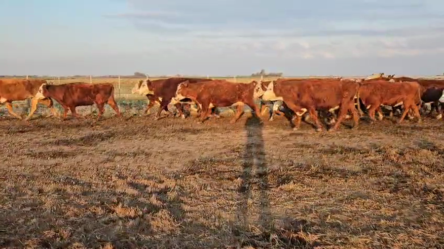 Lote 27 Vacas C/ gtia de preñez