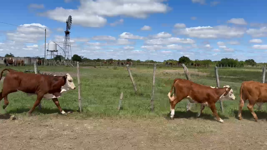 Lote 115 Terneros/as en Corrientes, Curuzú-Cuatiá