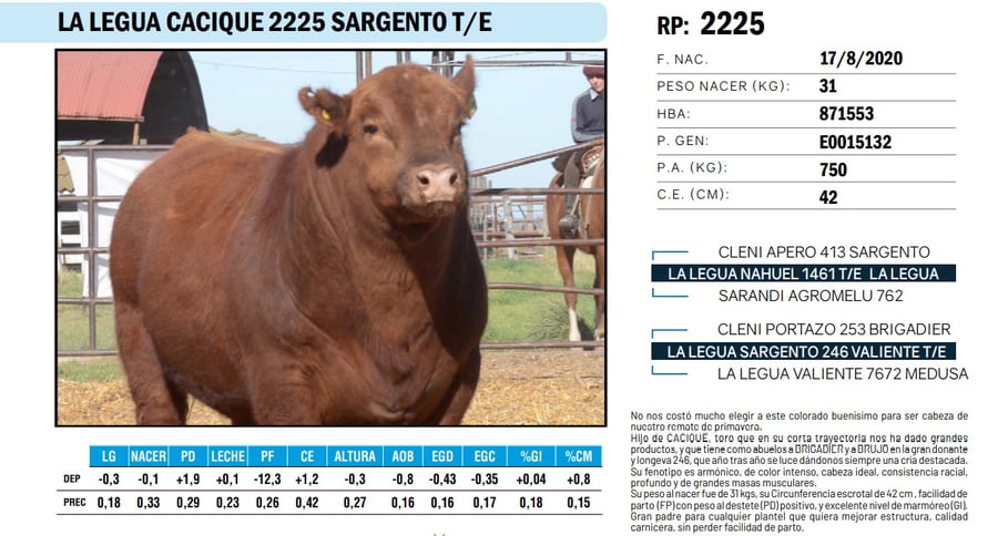 Lote TOROS ANGUS PP