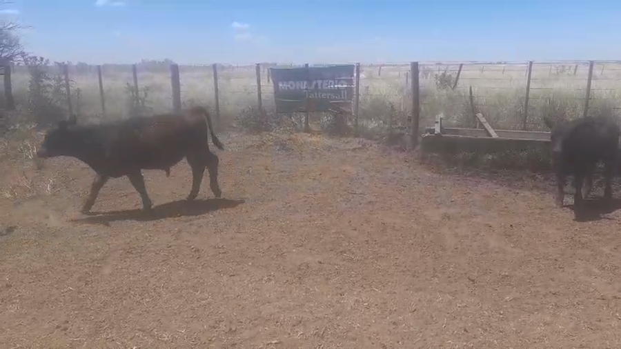 Lote 58 Terneros/as A TÉRMINO en CORONEL PRINGLES